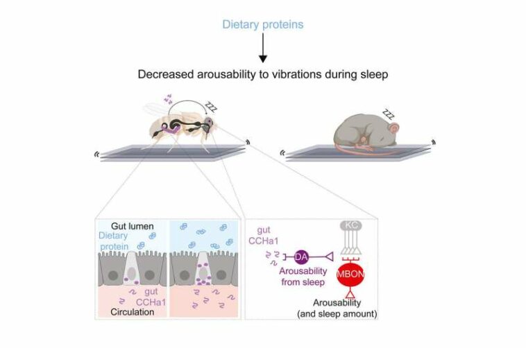 Untangling the mystery of sleep