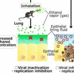 Inhaled ethanol may treat respiratory infections and stop pandemics