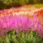 Astilbe at Holehird Gardens