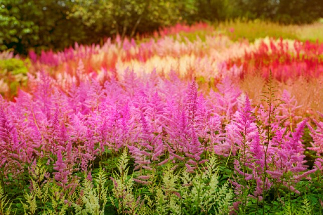 Astilbe at Holehird Gardens