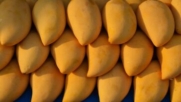 mangoes, ripe mangoes, weight loss, weight gain, health news,