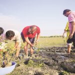 mangroves, climate change