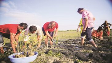 mangroves, climate change