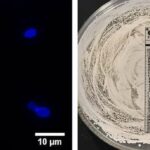 Resistant fungal species spreads