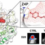 Major progress in curing brain tumours