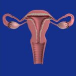 uterus