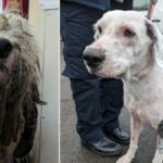 Before and after pics of Barney the dog