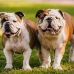 Two English Bulldogs dog puppy outdoors meeting