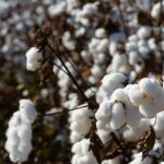 Armani Tests Sustainable Cotton Production in Italy