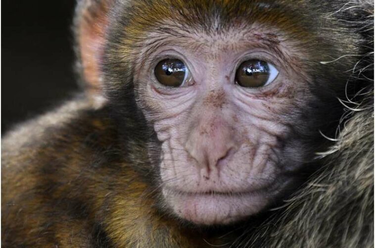 macaque baby