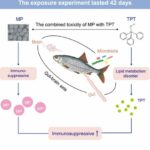 Microplastics and triphenyltin amplify toxicity via the gut-brain axis