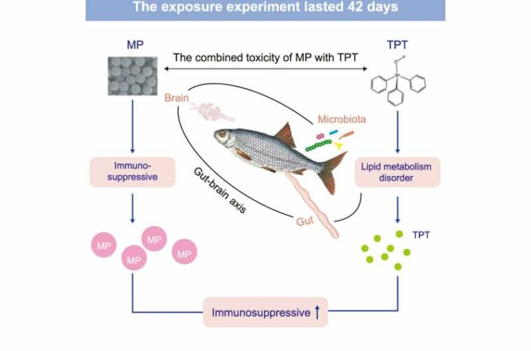 Microplastics and triphenyltin amplify toxicity via the gut-brain axis