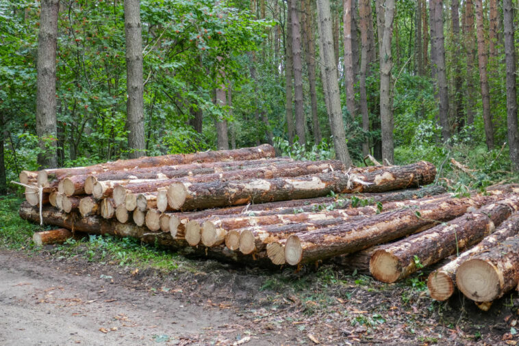 New Jersey Man Faces Estimated $32K In Fines After Allegedly Cutting Down Neighbors' Trees For Better View Of NYC