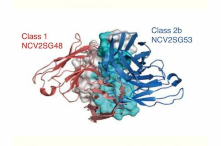 Study on rare antibodies hints at strategy tweaks that may future-proof COVID-19 vaccines