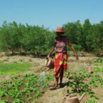 From seeds to solar power in Madagascar: A UN Resident Coordinator blog