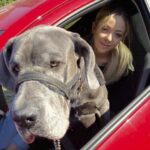 Pictures of Alice and Wellington , the giant Great Dane