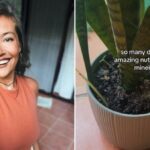 Woman uses period blood to water her plants Tik Tok