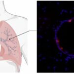 An mRNA COVID vaccine (and potentially more) with nanoparticles, no shot needed