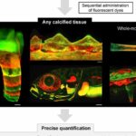 BEE-ST method developed to track bone and tooth growth dynamics over time