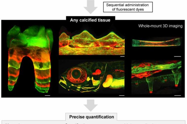 BEE-ST method developed to track bone and tooth growth dynamics over time