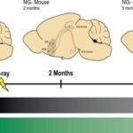 Baby neurons in adult brains are needed to maintain memory