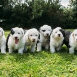 Old English Sheepdog puppies