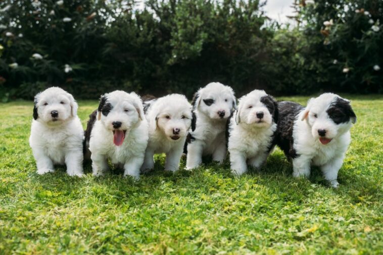 Old English Sheepdog puppies