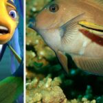 Here Are Side-By-Side Photos Of 14 Animals And Their Iconic Animated Counterparts