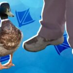 If it walks like a duck, can it be fixed? My journey to correct an out-toed posture