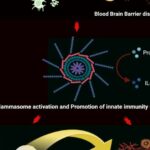 Immune cells linked to anxiety, depression, and Alzheimer's disease