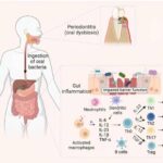 New comprehensive review strengthens case for 'oral-gut axis'