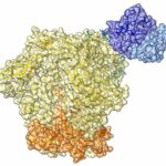 Remission from HIV-1 infection: discovery of broadly neutralizing antibodies that contribute to virus control