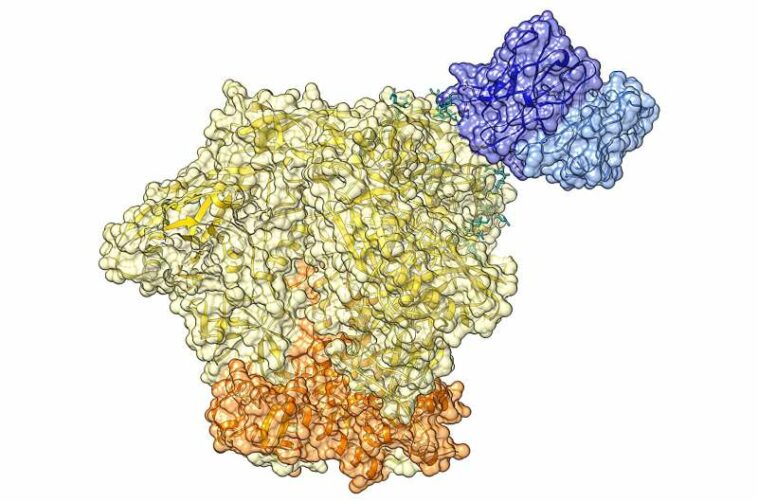 Remission from HIV-1 infection: discovery of broadly neutralizing antibodies that contribute to virus control