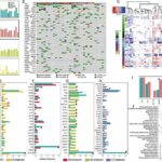 Innovative research on schistosomiasis-associated colorectal cancer (SA-CRC) yields unique insights into genetic mutations and t