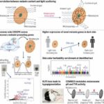 Team identifies 169 genes associated with production of melanin in the skin, hair and eyes