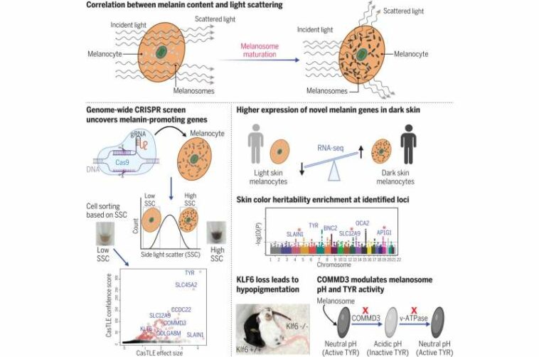 Team identifies 169 genes associated with production of melanin in the skin, hair and eyes