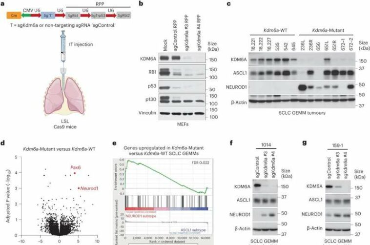 Uncovering the role of KDM6A in epigenetic regulation of subtype plasticity in small cell lung cancer