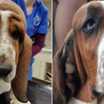 Picture of basset hound