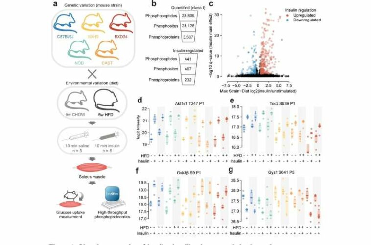 Comprehensive insulin signaling map shows interplay between genes and diet