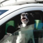 Dog pokes muzzle out of the car window. Black and White Border Collie in car.