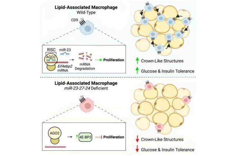 Study shows microRNAs in immune cells help protect against metabolic defects in obesity