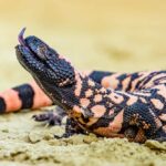 Wegovy was inspired by Gila monster venom. Here are some other drugs with surprising origins