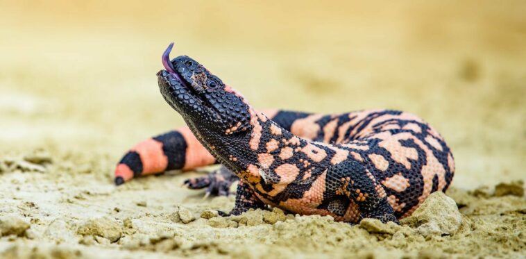 Wegovy was inspired by Gila monster venom. Here are some other drugs with surprising origins