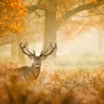 Red Deer in field