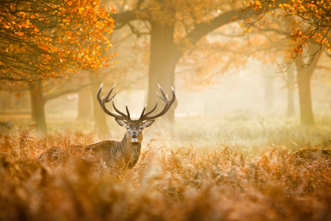 Red Deer in field