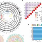 3D genome architecture influences SCID-X1 gene therapy success