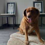 Bobi, world’s oldest dog, dies in Portugal at age of 31 (217 in dog years)