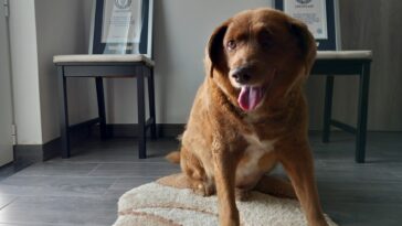 Bobi, world’s oldest dog, dies in Portugal at age of 31 (217 in dog years)