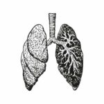 lungs