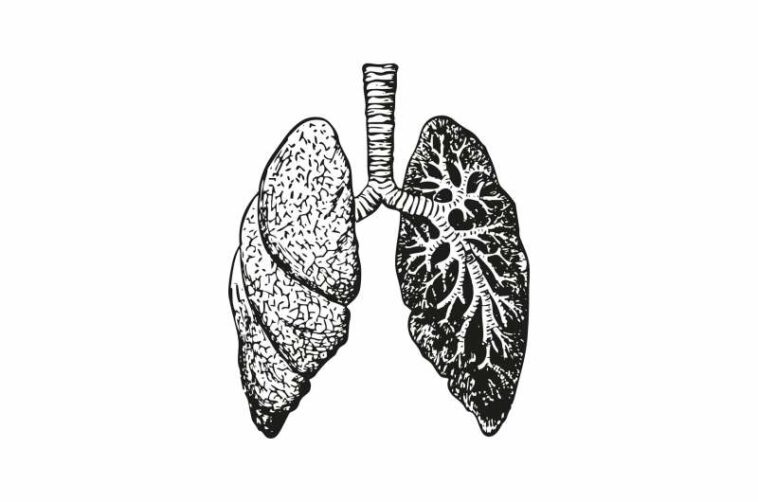 lungs